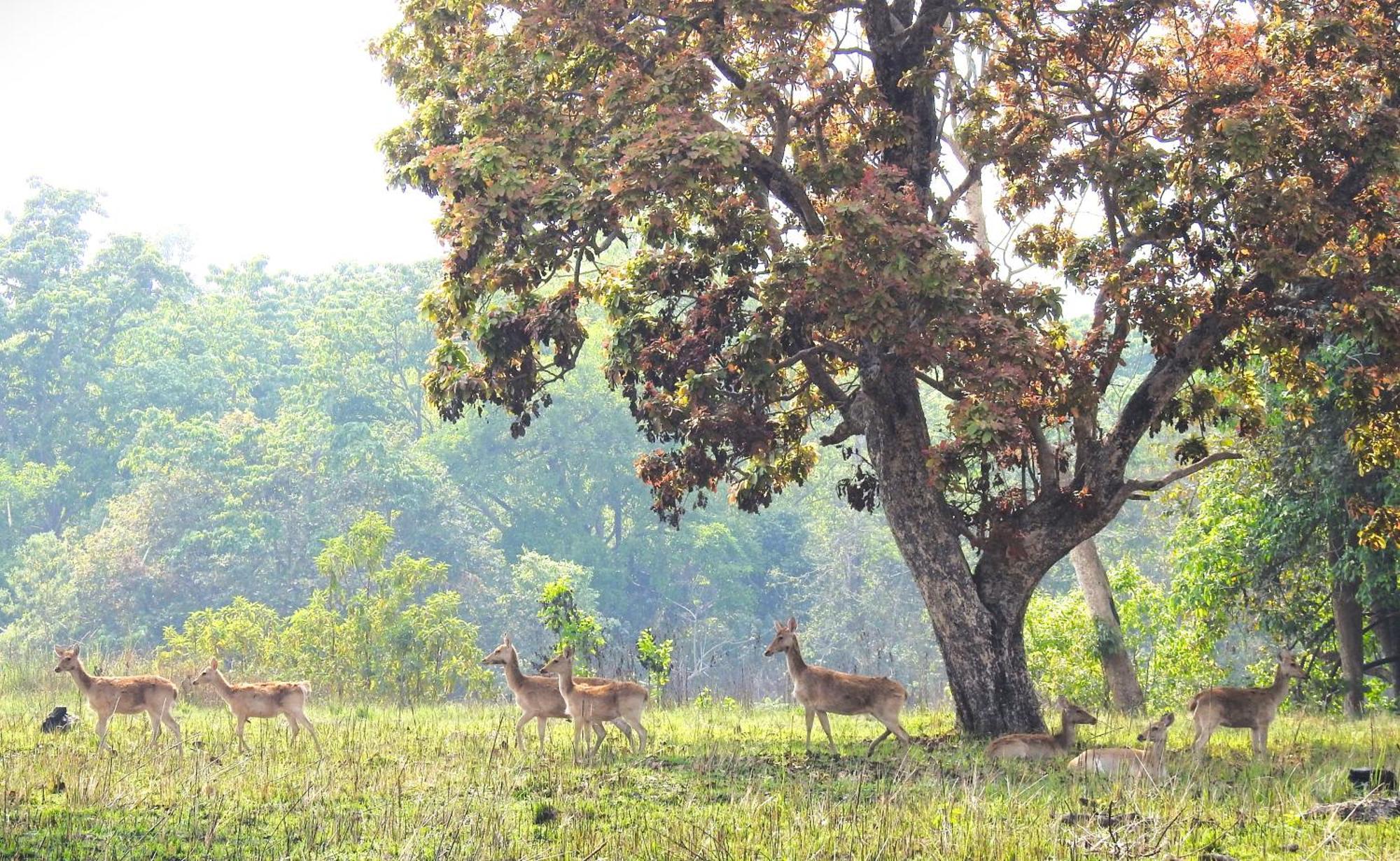 Babai Resort Pvt Ltd Bardiya Dış mekan fotoğraf